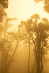 Mist fog or foggy in the real forest with tall tree in warm light in the morning time. at "Doi MonJong" Chiangmai, Thailand, Asia.