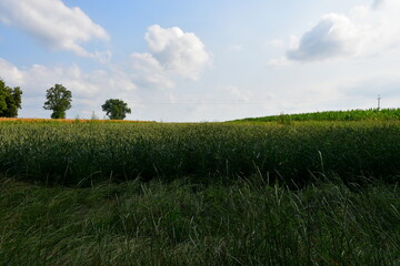 A view of a vast field, meadow or pastureland covered with crops and herbs ready to be harvested and with no farmers around spotted on a sunny summer day on a Polish countryside during a hike