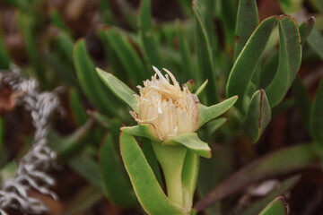 white and yellow flower