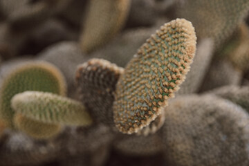 cactus in the desert