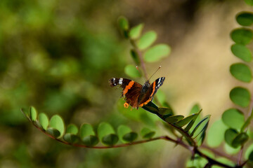 butterfly on leaf