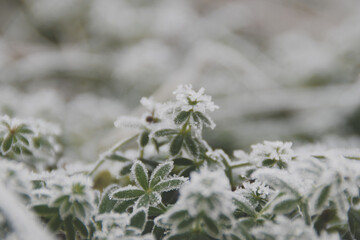 snow covered branches