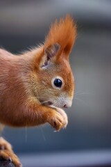 Naklejka na ściany i meble portrait of a cute red squirrel 