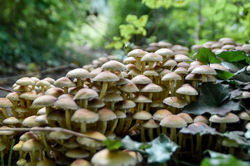 mushrooms in the forest