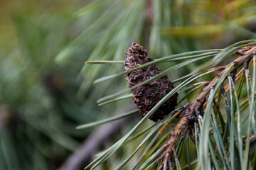 close up of pine needles