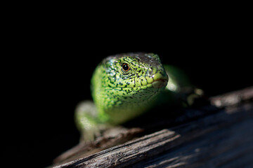 Sand lizard Lacerta agilis