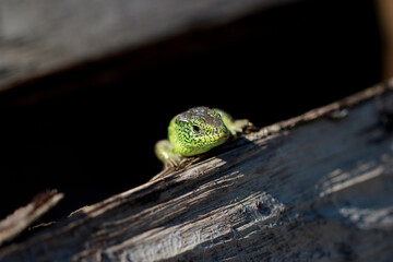 Sand lizard Lacerta agilis