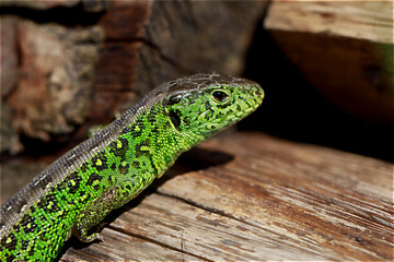 Sand lizard Lacerta agilis