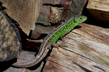 Sand lizard Lacerta agilis