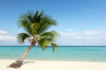 Fototapeta Palm tree on white sandy beach with blue sky and ocean. obraz