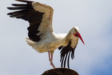 Stork in Cristian, Romania