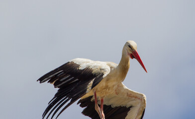 Stork in Cristian, Romania