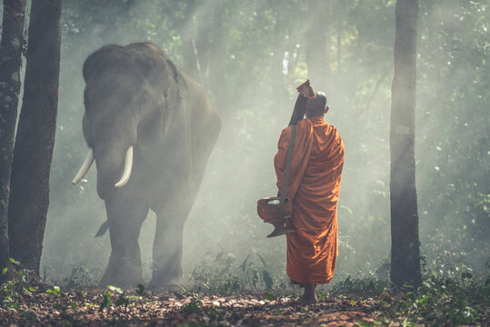 Cinematic representation of countryside culture of thailand. Thai monks and shepherds spending time in the jungle with their elephants