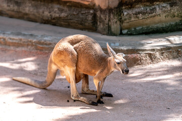 Deer resting at the zoo