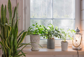 Biophilia design, biophilic interior, Sansevieria and indoor plants on the windowsill of a Scandinavian-style wooden house