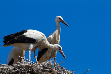 Pair of storks in Cristian, Romania