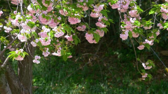 Beautiful cherry blossom flowers in full bloom, swaying in wind. Yae sakura flowers in book at springtime.