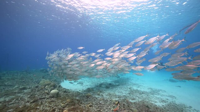 Seascape with Bait Ball, School of Fish in the coral reef of the Caribbean Sea, Curacao