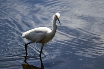 The beauty of the Great Egret found at Lagoa do Violão in Torres in Rio Grande do Sul, Brazil.