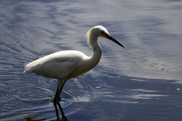 The beauty of the Great Egret found at Lagoa do Violão in Torres in Rio Grande do Sul, Brazil.