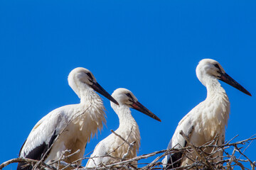 Fototapeta premium Young storks in the nest