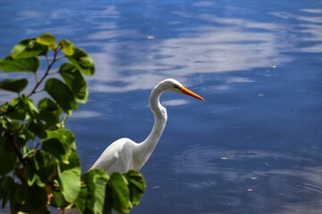 The beauty of the Great Egret found at Lagoa do Violão in Torres in Rio Grande do Sul, Brazil.