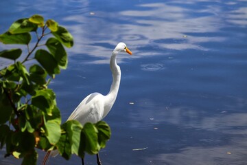 Obraz premium The beauty of the Great Egret found at Lagoa do Violão in Torres in Rio Grande do Sul, Brazil.