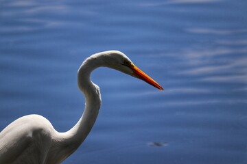 The beauty of the Great Egret found at Lagoa do Violão in Torres in Rio Grande do Sul, Brazil.