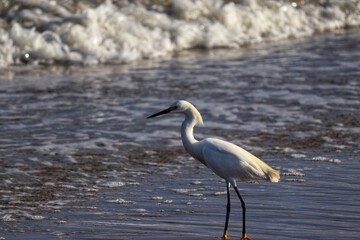 A beautiful bird by the sea on a summer day.