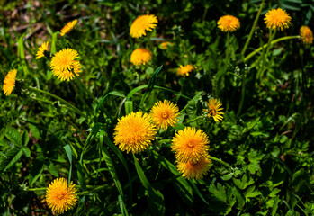 wild yellow flower dandelion growing in forest and field