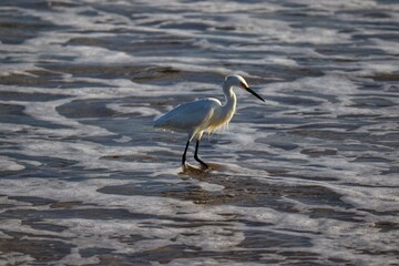 A beautiful bird by the sea on a summer day.