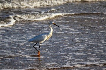 A beautiful bird by the sea on a summer day.