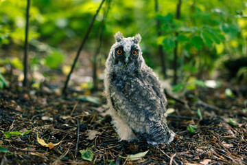 the owl fell out of the nest