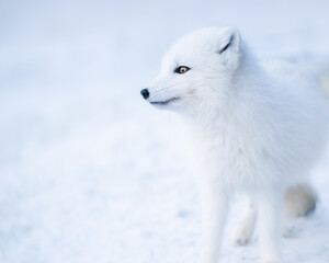 Portrait of a wild white Arctic fox