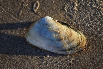 The beauty of the seashells found on the edge of the beach at dusk.
