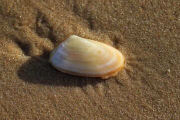 The beauty of the seashells found on the edge of the beach at dusk.