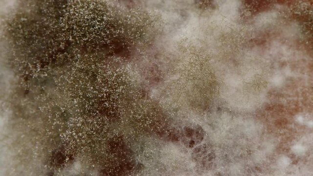 Mold extreme close-up. Macro shot of mold. Side view. Mold is a fungus that grows in the form of multicellular filaments. Side view. 4K UHD video footage 3840X2160.