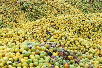 Rotten apples. Piles of green and yellow apples