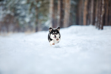 Naklejka na ściany i meble Cute Corgi dog running fast in the snow. Dog in winter. Dog action photo