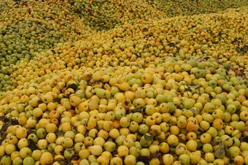 Rotten apples. Piles of green and yellow apples