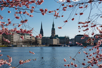 Kirschblüte Alster Hamburg