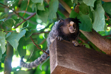 Sagui subindo árvore no interior de São Paulo.  Callithrix penicillata (Sagui-de-tufos-pretos)