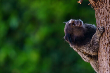 Sagui subindo árvore no interior de São Paulo.  Callithrix penicillata (Sagui-de-tufos-pretos)