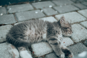 Cute little kitten sleeping on the pavement outdoors, close-up. Sweet dream concert.