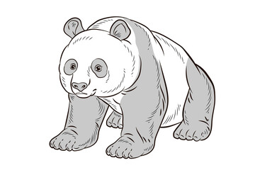 
Animals. Black and white panda drawing. Coloring book for kids. Background, design.