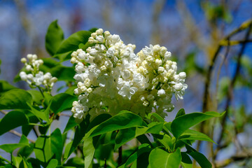 Blüten und Knospen von Weißer Flieder erblüht im Frühling (Lat.: Syringa vulgaris) - White lilac flowers spring blossom buds