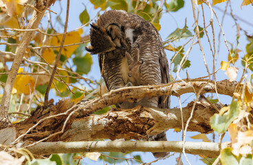 Great horned owl in autumn tree top