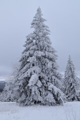 snow covered trees