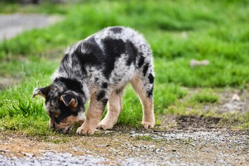 dog on grass, photo as a background , australian german shepard sheperd dog