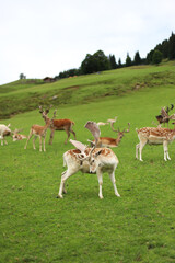 a beautiful view of deers in the nature (national park) of Austria. 